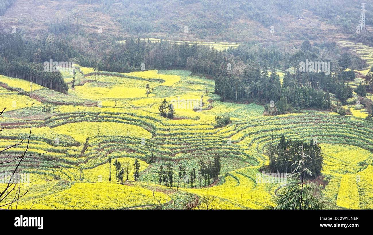 Un campo d'erba con fiori gialli vicino agli alberi di Luosi Field, Luoping China Foto Stock