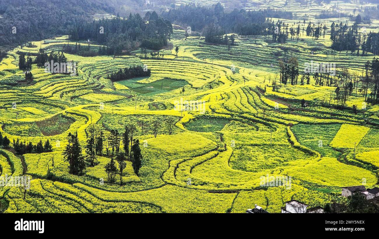 Vibrante campo di fiori gialli con lussureggianti alberi verdi e lontane vedute delle montagne in Luosi Field, Luoping China Foto Stock