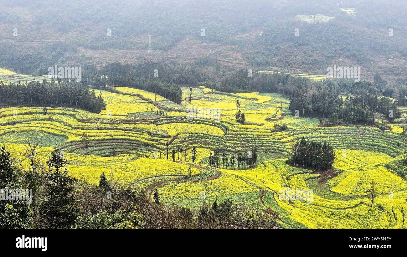 Vivaci campi di senape che fioriscono con fiori gialli e alberi lussureggianti in Luosi Field, Luoping China Foto Stock