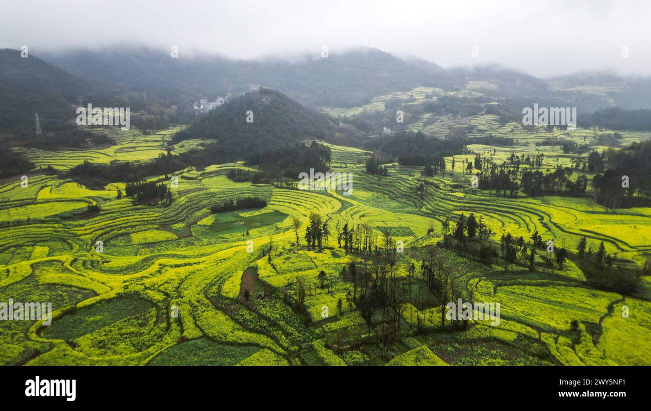 Un lussureggiante campo verde con alberi ed erba vicino a una foresta in Luosi Field, Luoping China Foto Stock