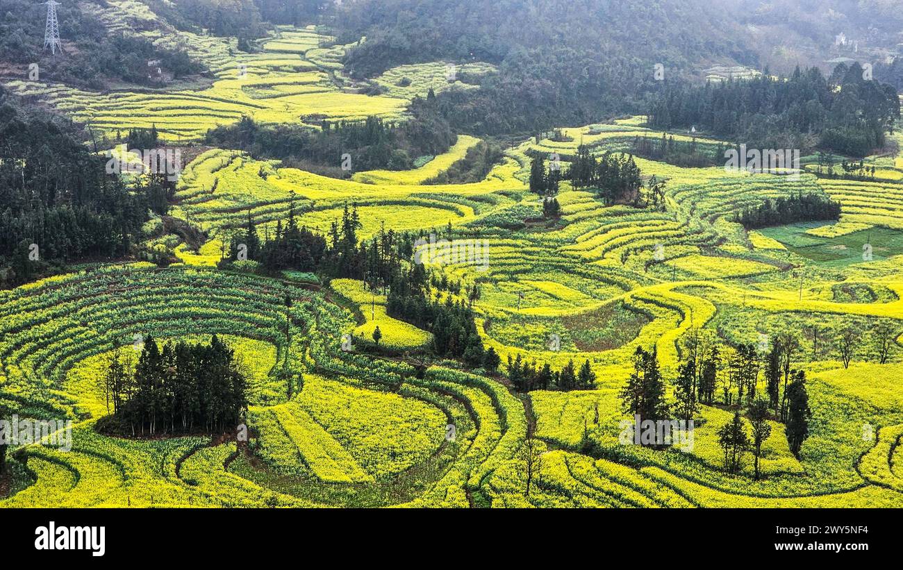 Un campo di fiori gialli con file di piccoli alberi nel campo di Luosi, in Cina Foto Stock