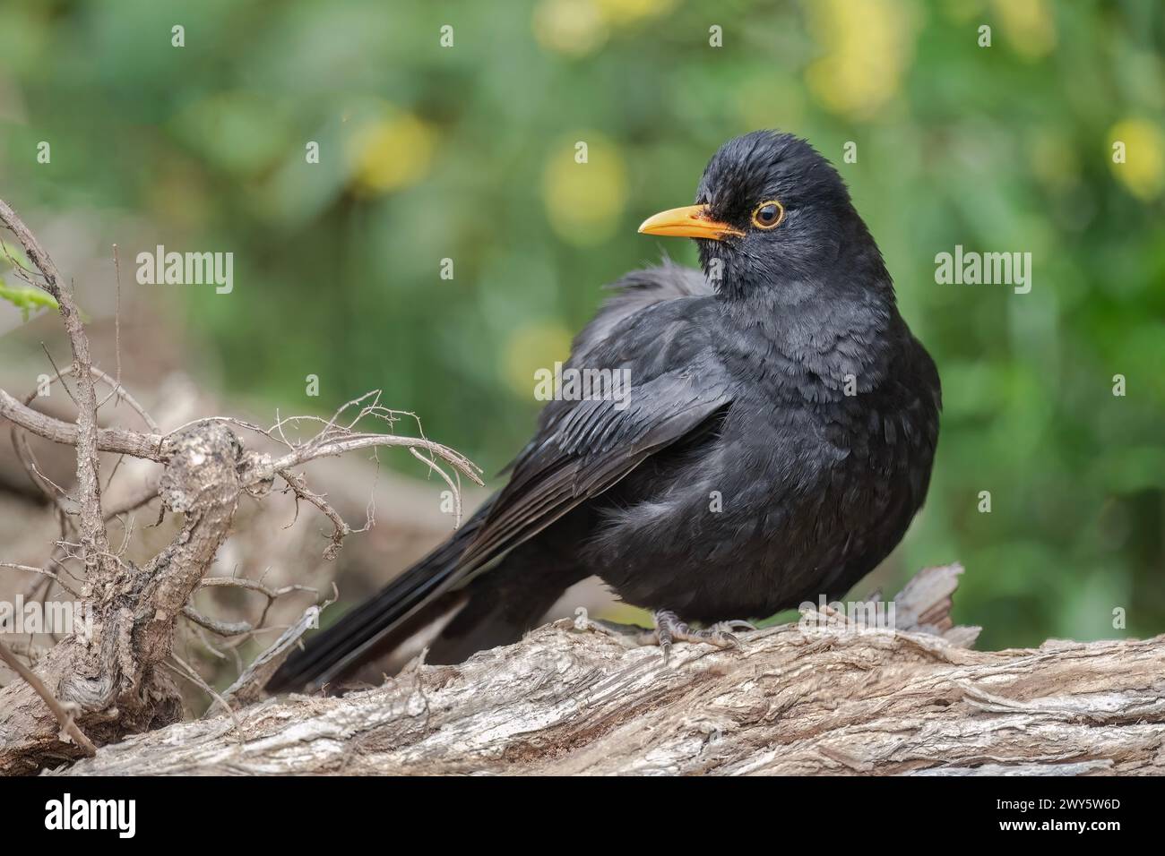 Blackbird, maschio, primo piano nella foresta del regno unito, gonfiato Foto Stock