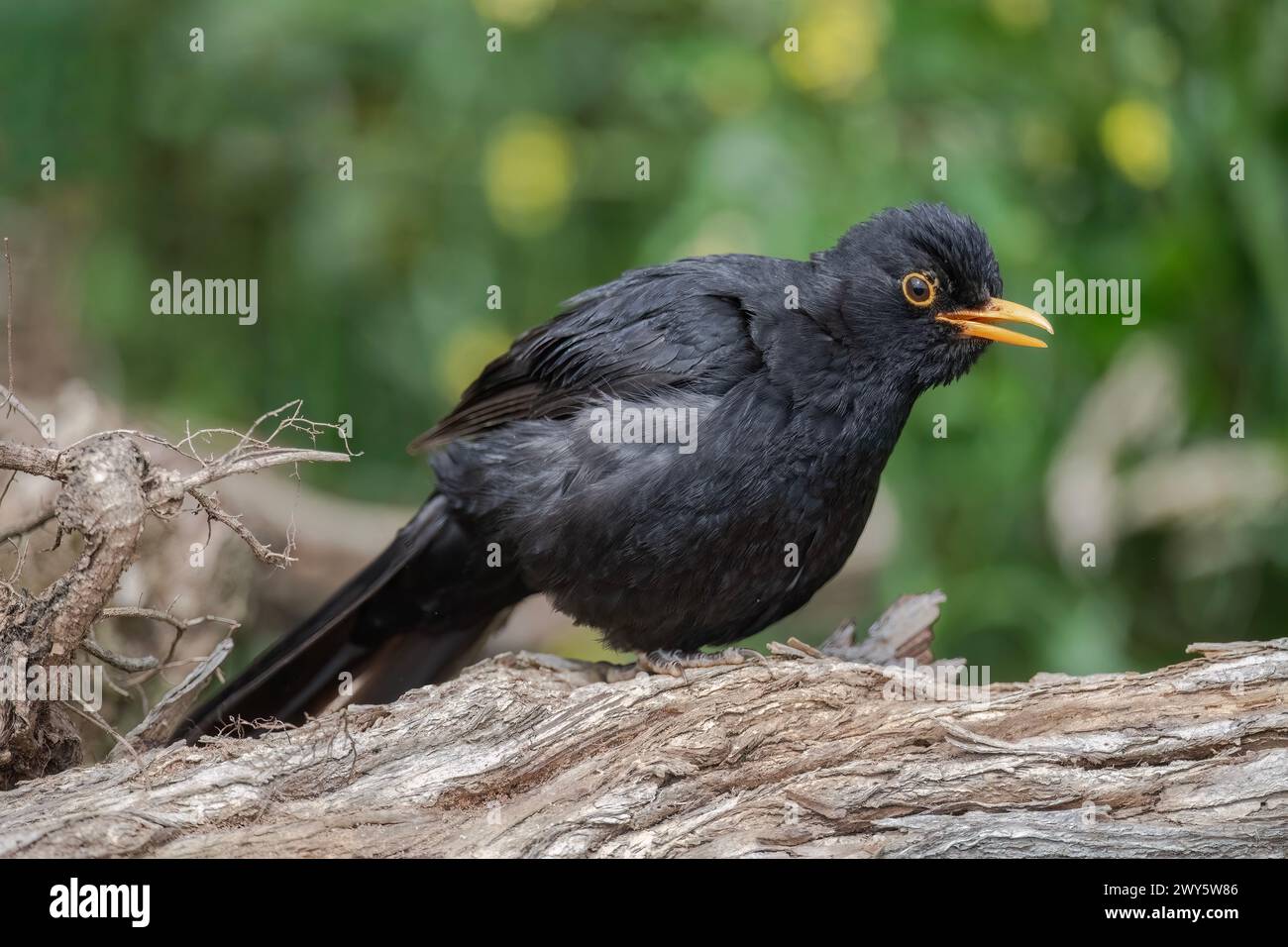 Blackbird, maschio, primo piano nella foresta del regno unito, gonfiato, con un becco aperto Foto Stock