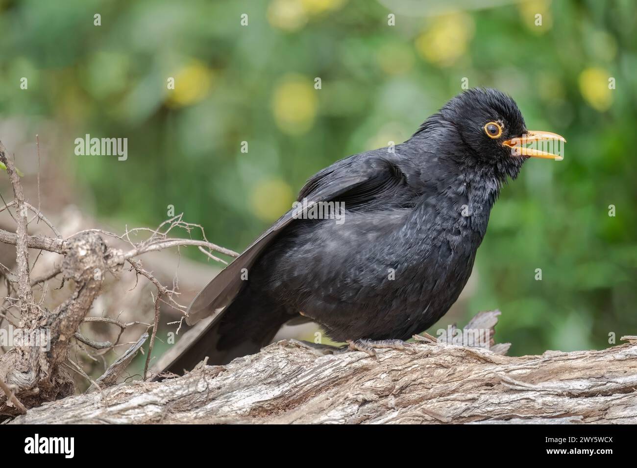 Blackbird, maschio, primo piano nella foresta del regno unito, gonfiato, con un becco aperto Foto Stock