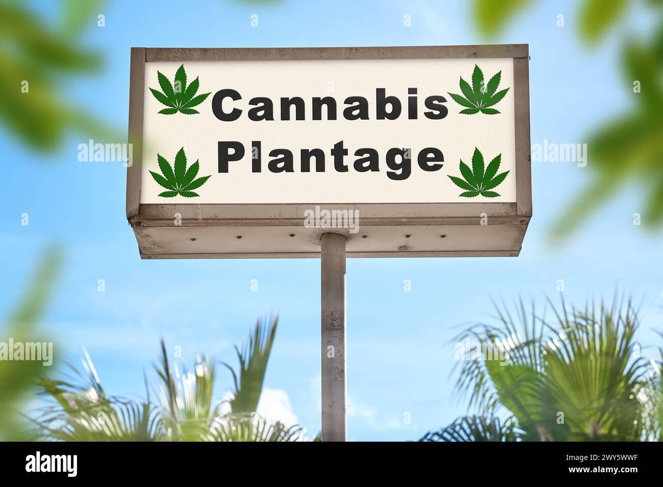 4 aprile 2024: Firma con iscrizione: Piantagione di cannabis circondata da piante verdi. FOTOMONTAGGIO *** Schild mit Aufschrift: Cannabis Plantage, umgeben von Grünen Pflanzen. FOTOMONTAGE Foto Stock