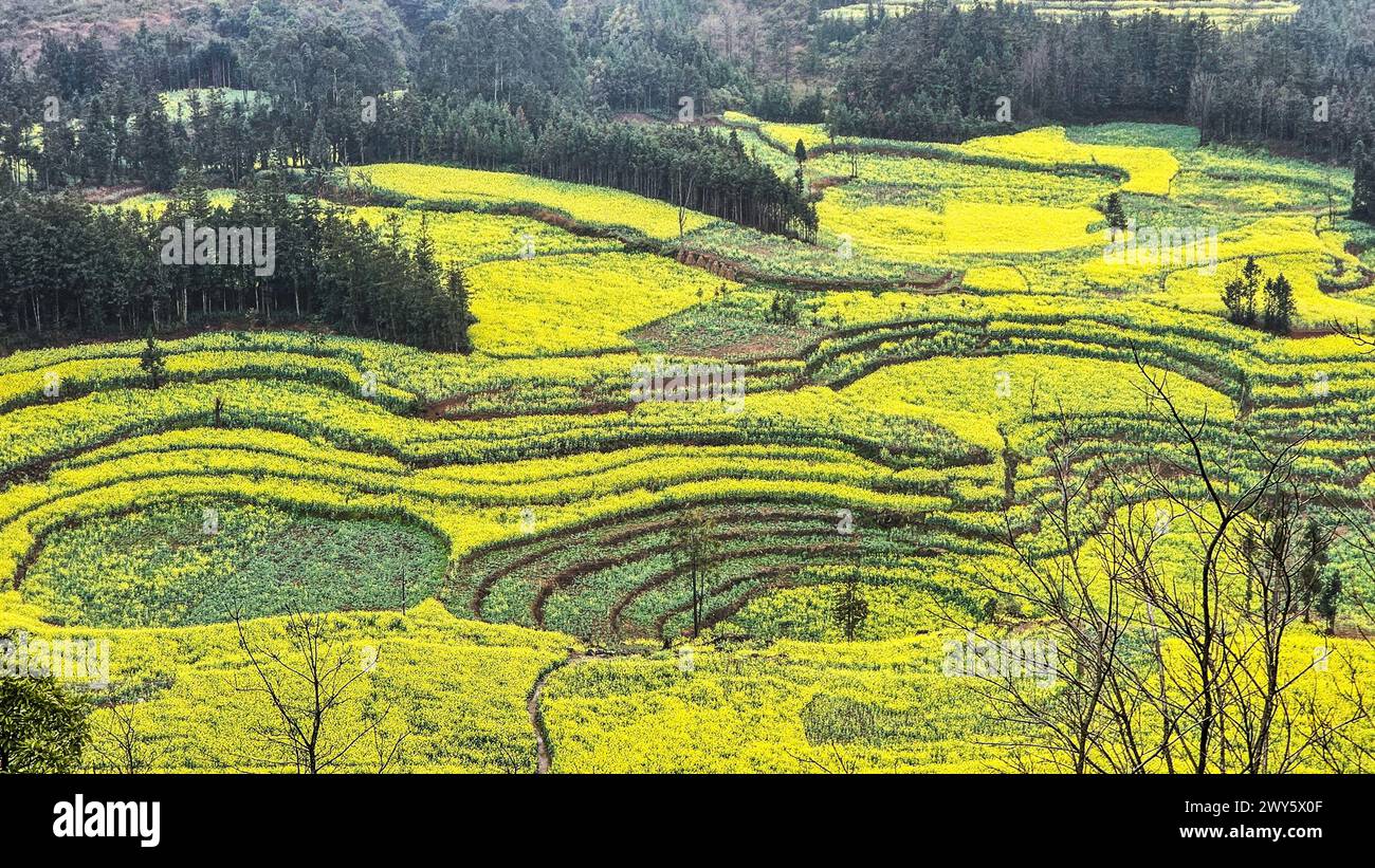 Lussureggiante collina verde adornata da un gruppo di alberi e erba nel Luosi Field, Luoping China Foto Stock