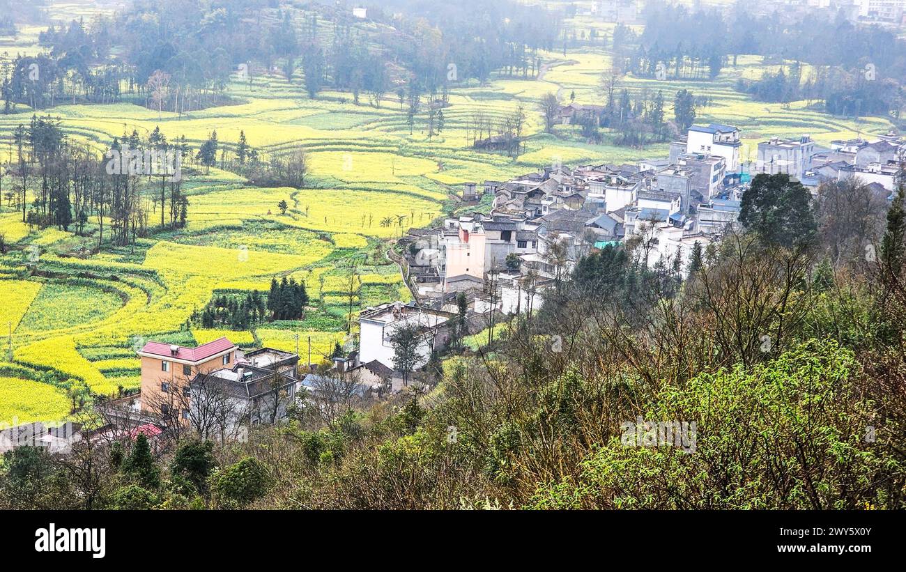Vista panoramica del villaggio sulla collina con fiori gialli e campagna nel Luosi Field, Luoping China Foto Stock