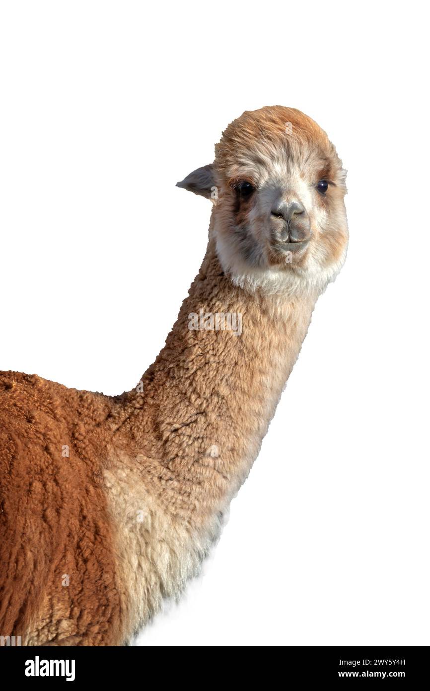 Primo piano ritratto di alpaca rosso isolato su sfondo bianco Foto Stock