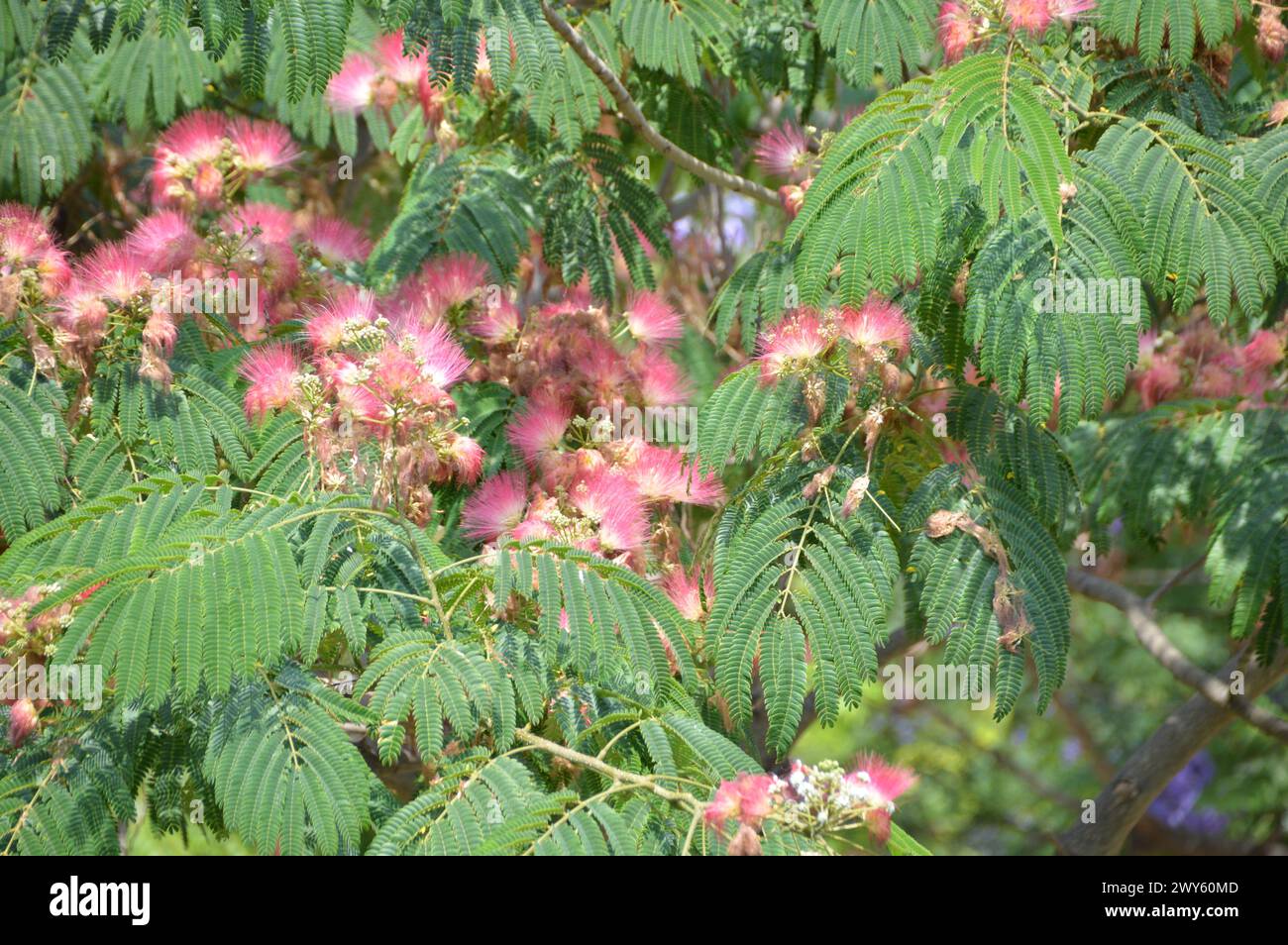 I fiori vivaci della Catalogna mostrano la bellezza della natura con il fascino mediterraneo, i fiori colorati, i fiori selvatici profumati, Un vero paradiso floreale in Spagna. Foto Stock