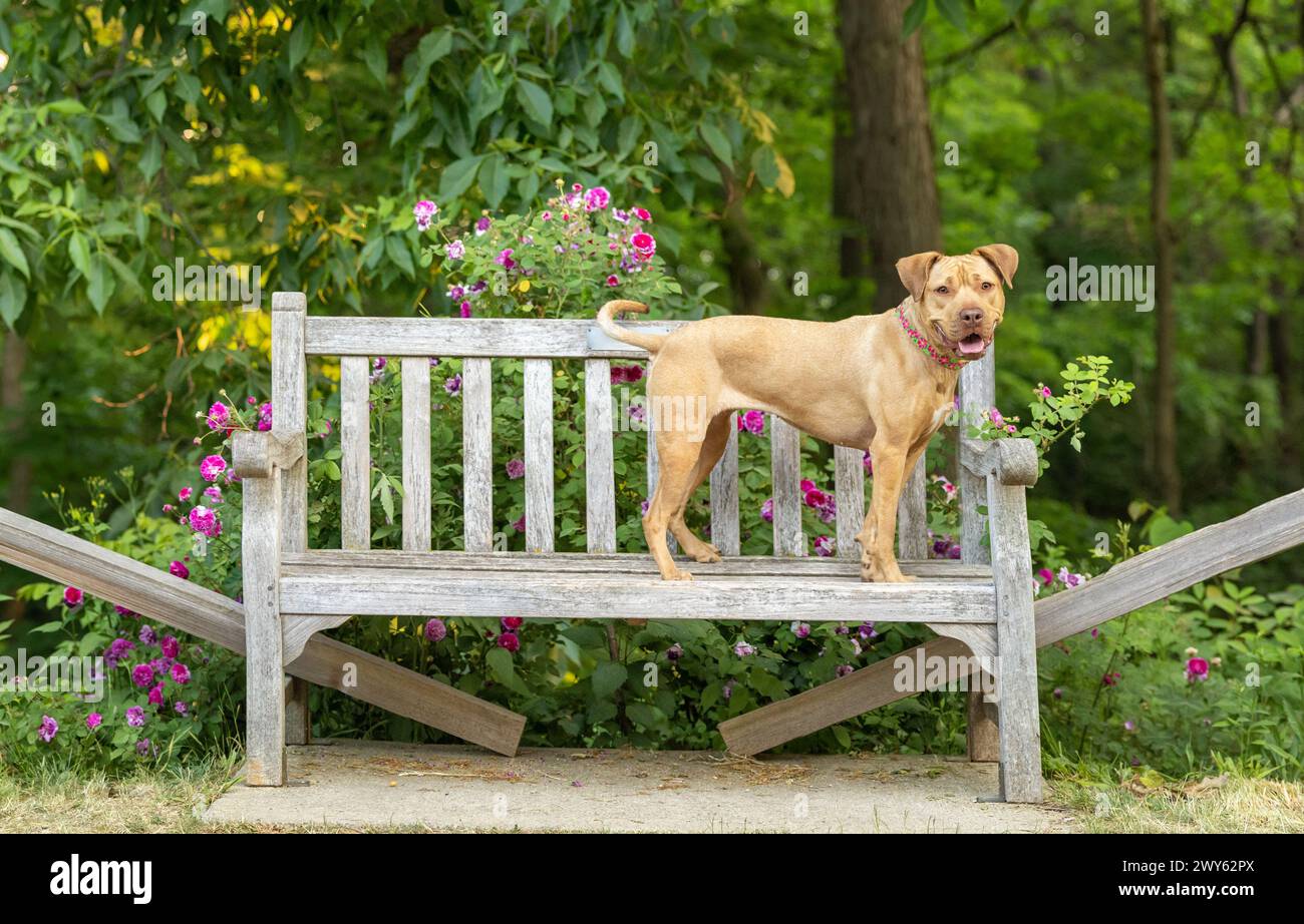 Un felice pitbull terrier in piedi su una panchina di legno che guarda la telecamera Foto Stock
