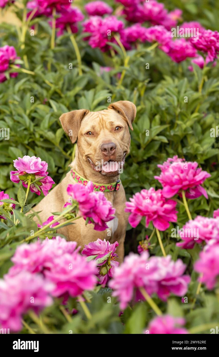 Un felice pitbull circondato da calde peonie rosa di Malibu Foto Stock
