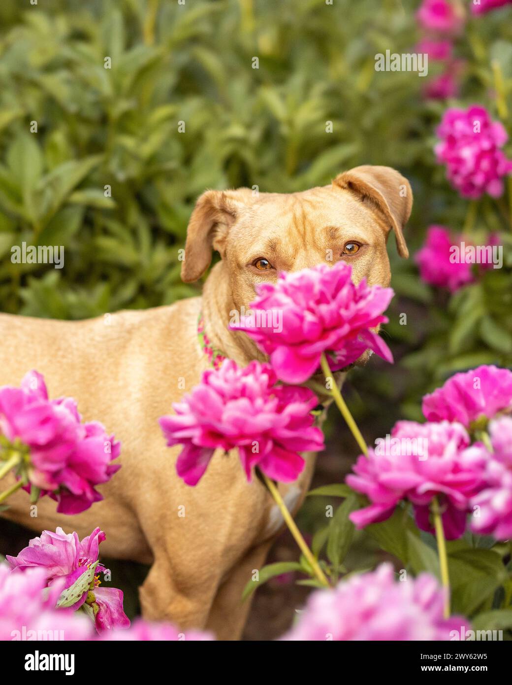 Un pitbull terrier rosso che sniffa un fiore di peonia rosa in un giardino Foto Stock