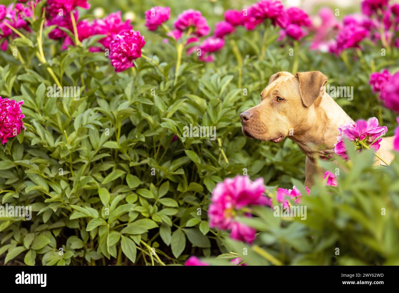 Profilo di un pitbull rosso circondato da peonie rosa calde Foto Stock