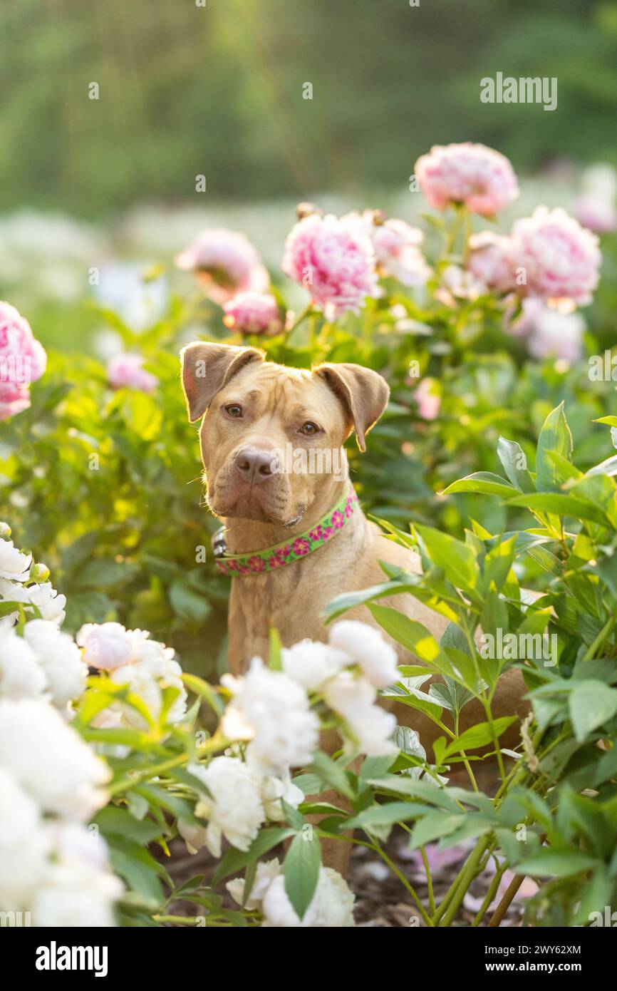Un pitbull terrier rosso guarda la telecamera da un letto di fiori di peonia all'alba Foto Stock