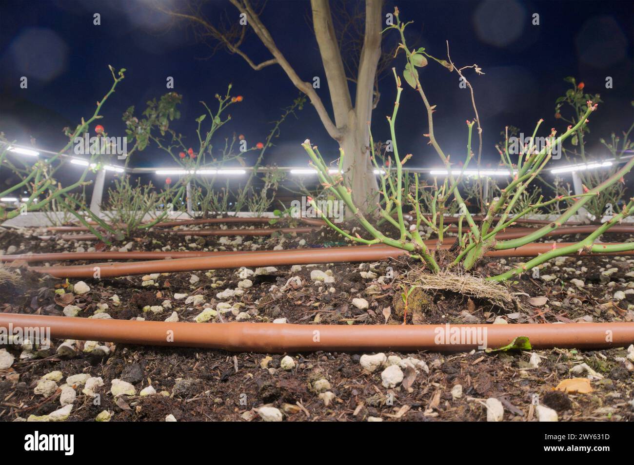 Sistema di irrigazione per le piante in un giardino urbano di notte Foto Stock