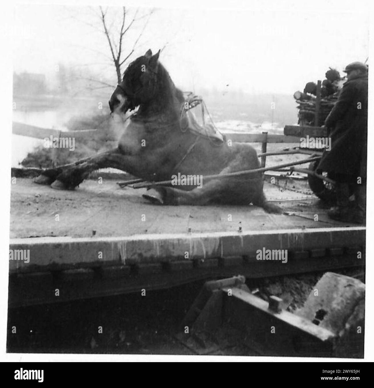 Un cavallo scivolò sul ponte di Brighton tra il Belgio e Eindhoven, fermando temporaneamente centinaia di veicoli militari per venti minuti. Foto Stock