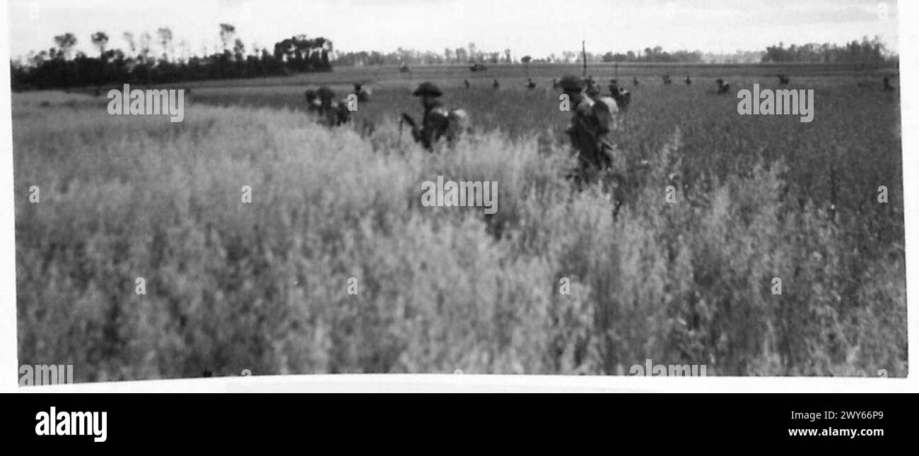 Le truppe dell'esercito britannico del 21st Army Group attaccarono attraverso un campo di mais durante la battaglia di Francia, impegnandosi in operazioni di combattimento di fanteria. Foto Stock