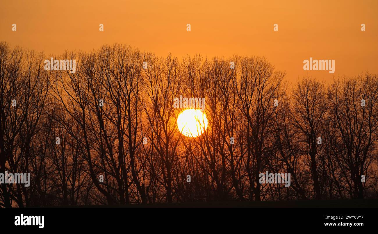 Fila di alberi sagomati al tramonto con uno sfondo rosso-arancione brillante e una luminosa palla solare. Foto Stock