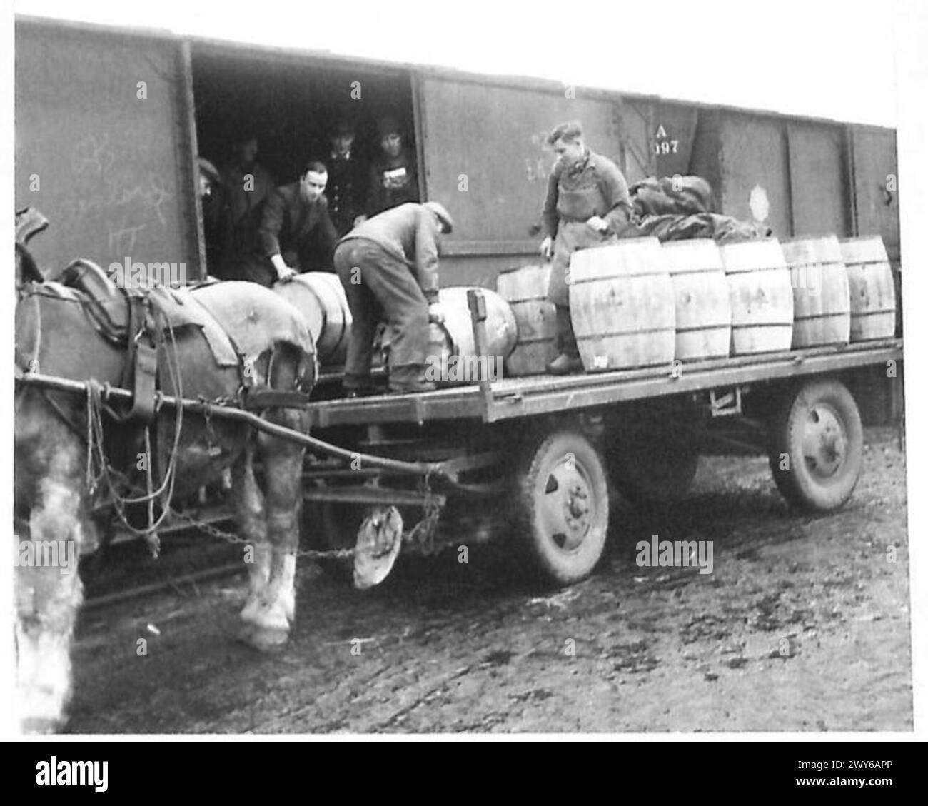 Nei Paesi Bassi liberati, gli olandesi utilizzano il trasporto trainato da cavalli insieme ai treni per scaricare merci prioritarie come il latte in polvere, supportato dalle operazioni del 21st Army Group dell'esercito britannico. Foto Stock