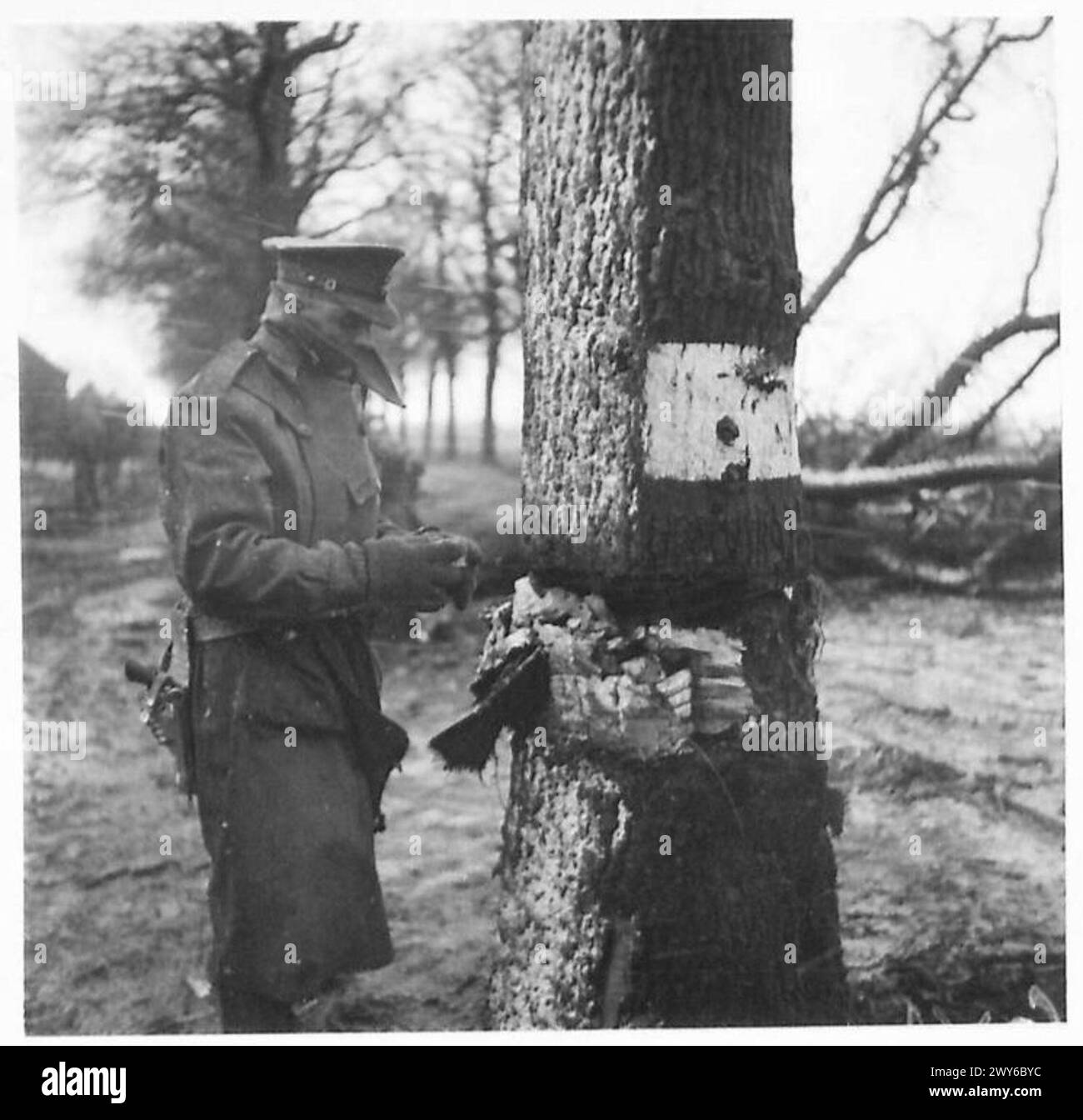 Il caporale Greeves di Harrogate ispeziona le cariche esplosive poste sugli alberi ritirando le forze tedesche durante l'avanzata dei 12 corpi a Roemond. Foto Stock