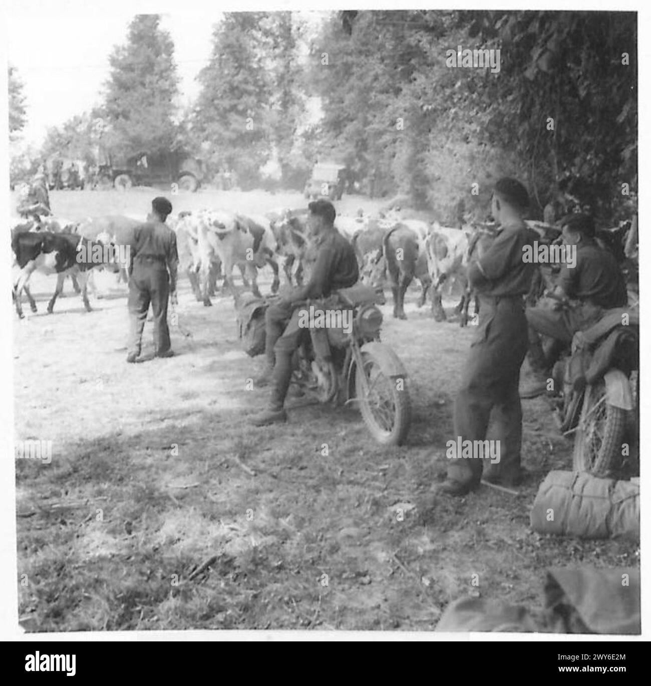 Una FATTORIA IN PRIMA LINEA IN FRANCIA - le mucche passano davanti a un gruppo di corrieri mentre scendono lungo la corsia per la mungitura. , British Army, 21st Army Group Foto Stock