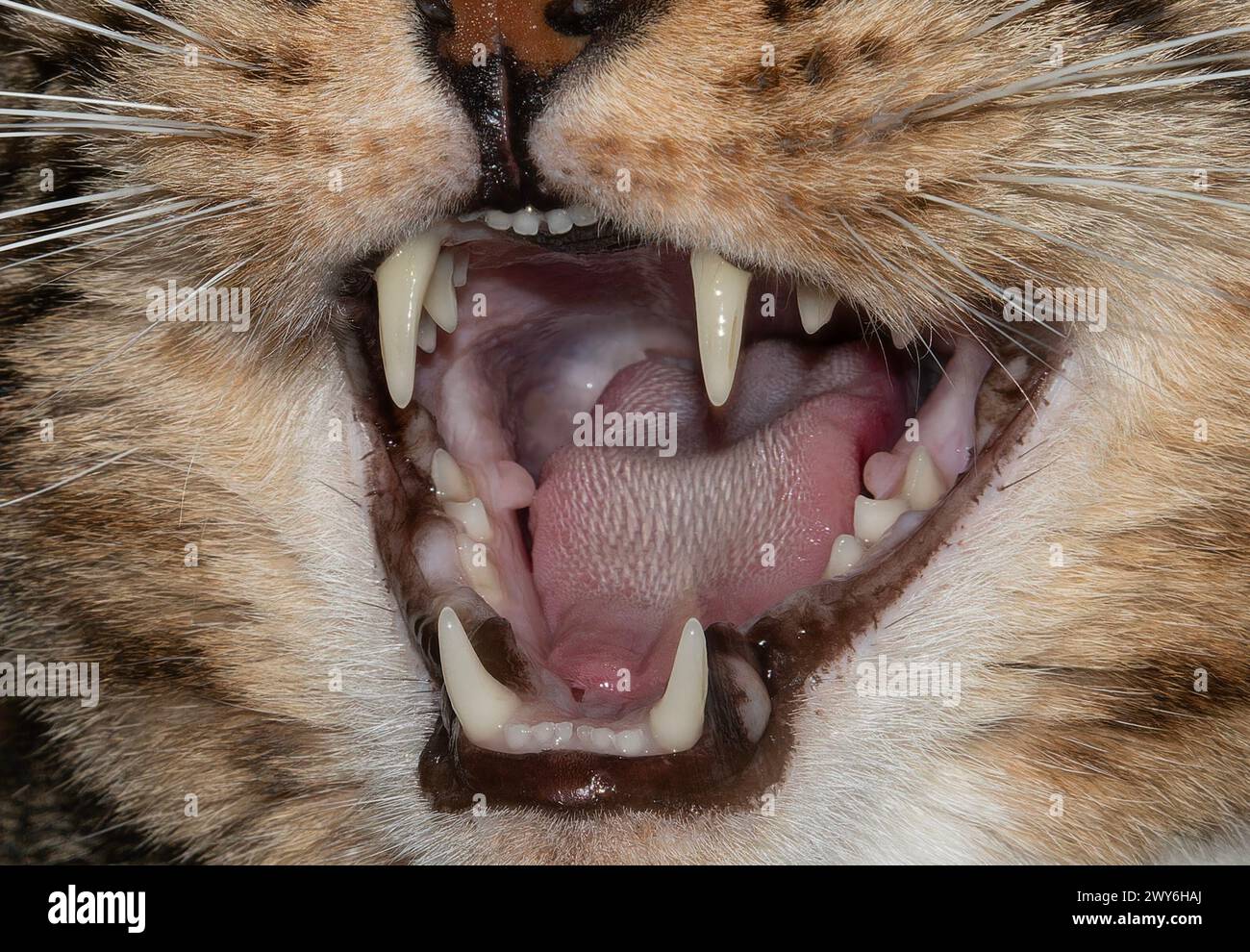 Tonsille sembrano a posto, denti belli e affilati, alito buono. Foto Stock