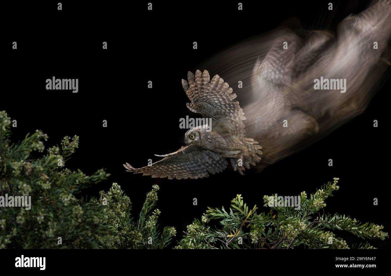 Flying Eurasian Scops Owl (Otus scops) di notte, Salamanca, Castilla y Leon, Spagna Foto Stock