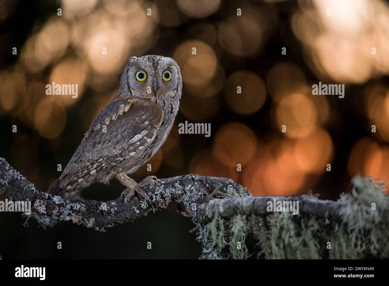 Eurasiatico Scops Owl (Otus scops) di notte, Salamanca, Castilla y Leon, Spagna Foto Stock