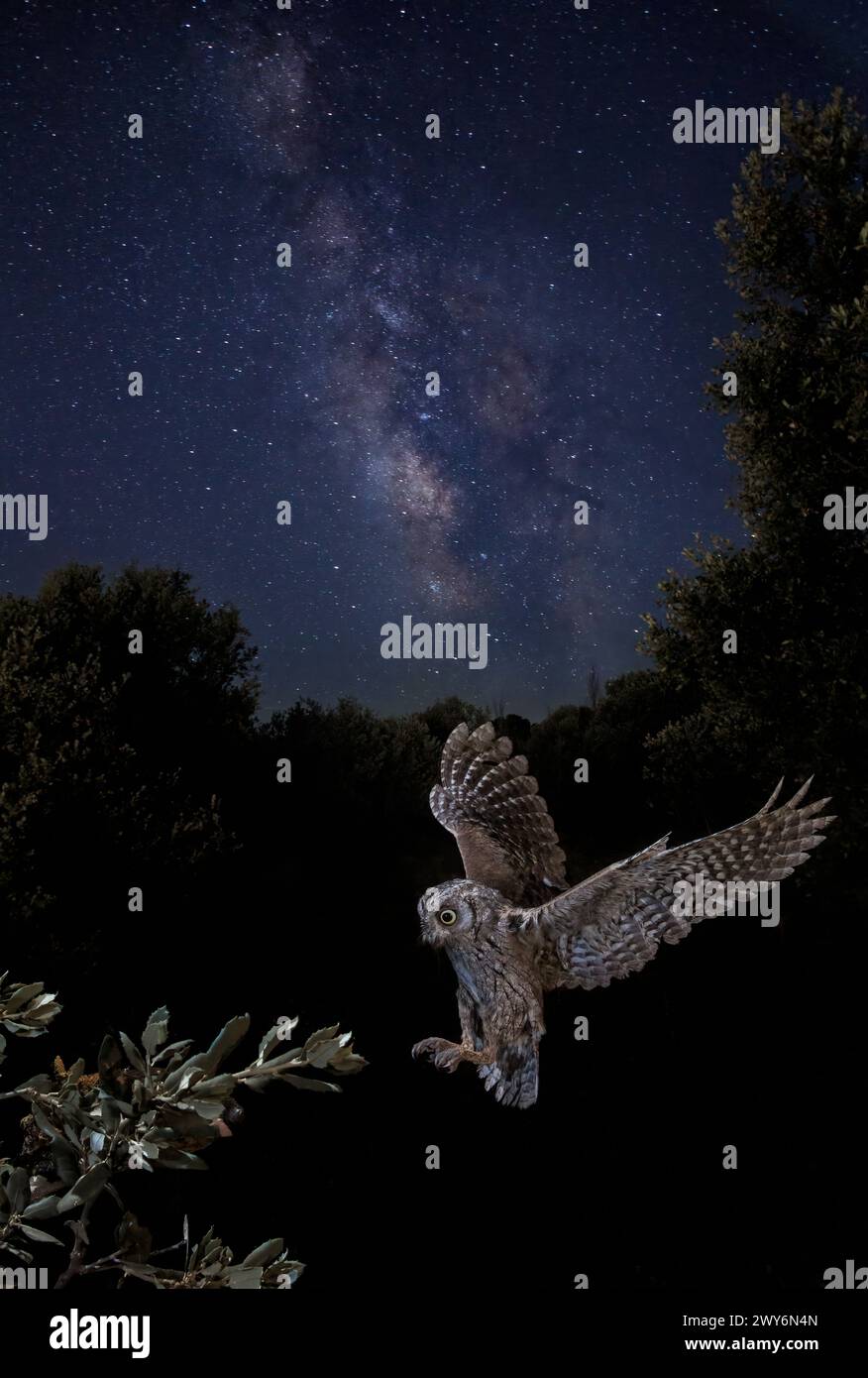 Flying Eurasian Scops Owl (Otus scops) di notte, Salamanca, Castilla y Leon, Spagna Foto Stock