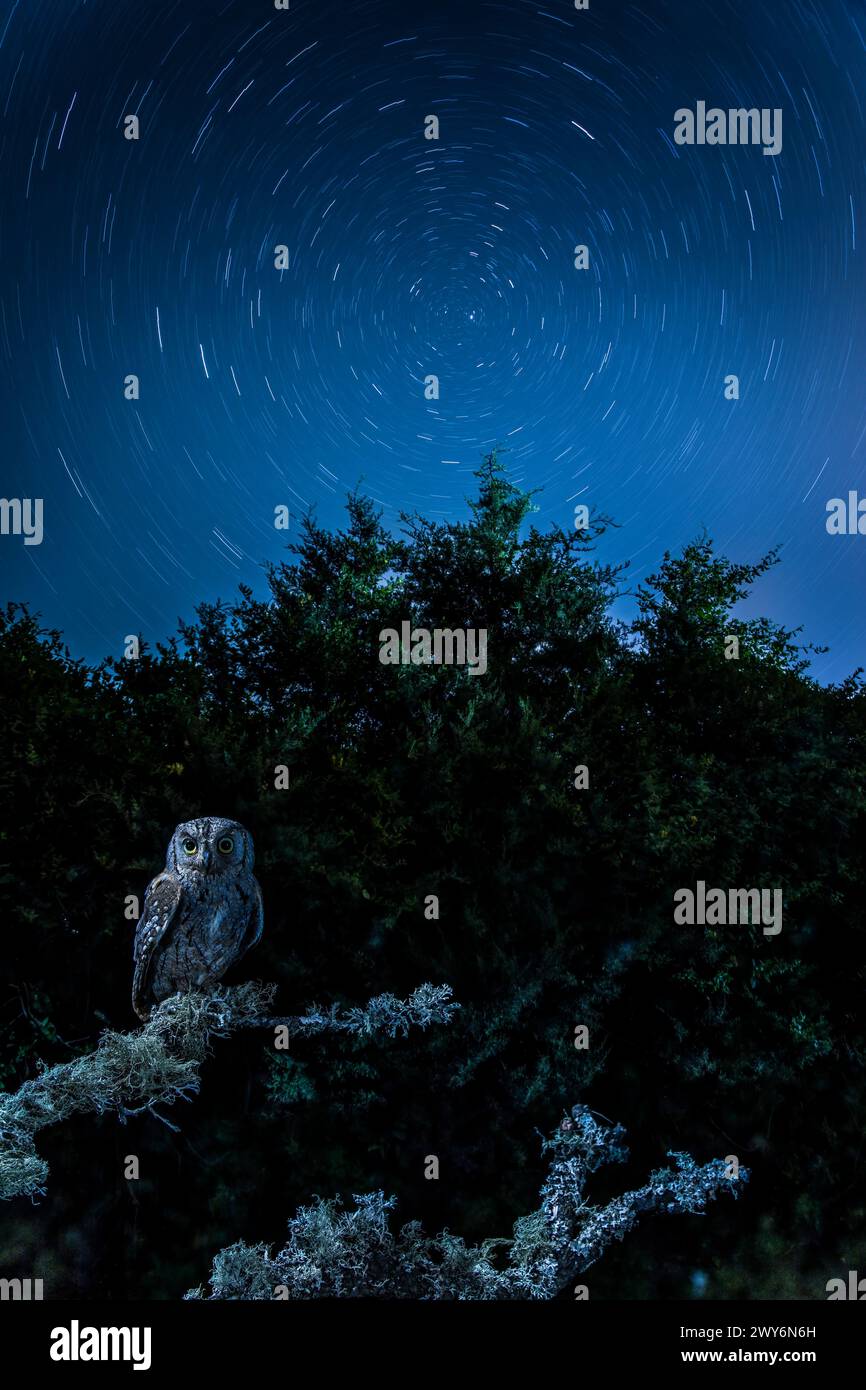 Eurasiatico Scops Owl (Otus scops) di notte, Salamanca, Castilla y Leon, Spagna Foto Stock