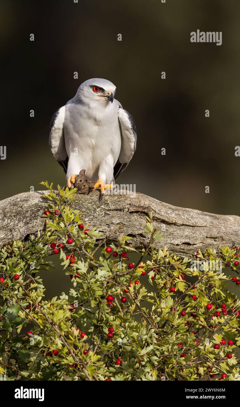 Aquilone alato nero (Elanus caeruleus), Salamanca, Castilla y León, Spagna Foto Stock