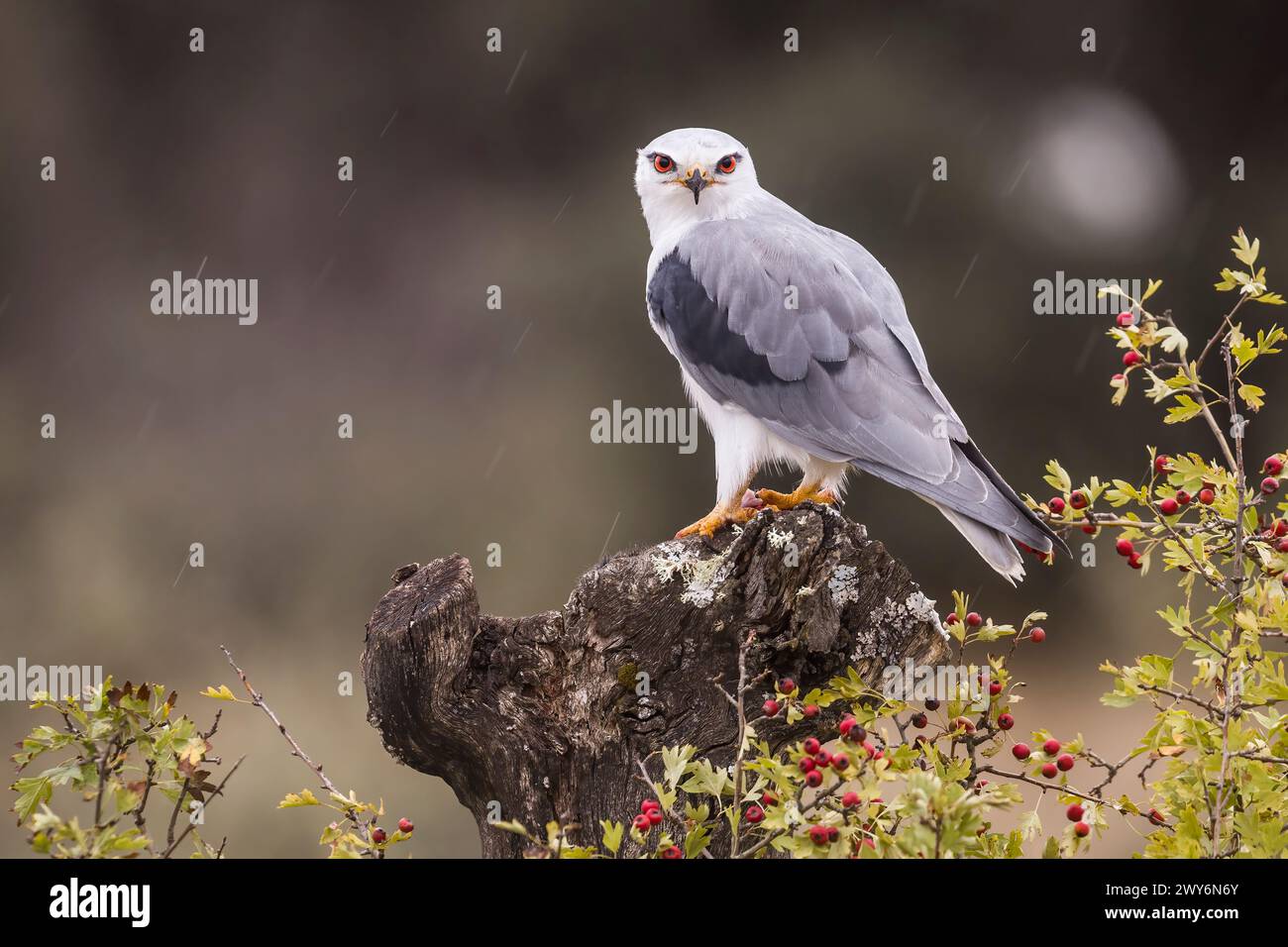 Aquilone alato nero (Elanus caeruleus), Salamanca, Castilla y León, Spagna Foto Stock