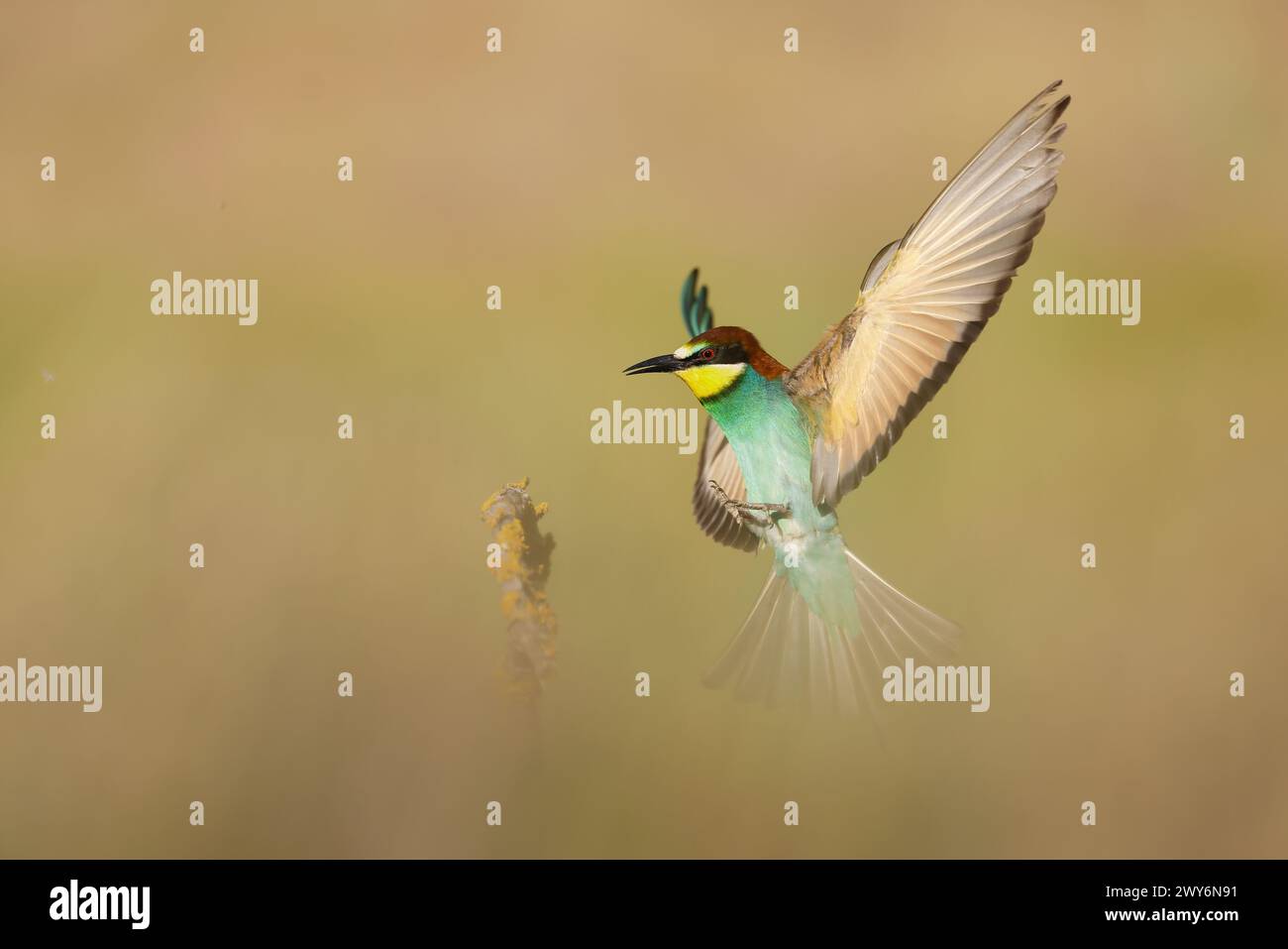 European Bee-Eater (Merops apiaster), Salamanca, Castilla y Leon, Spagna Foto Stock