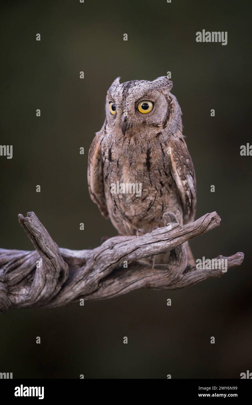 Eurasiatico Scops Owl (Otus scops) arroccato su un ramo di Salamanca, Castilla y Leon, Spagna Foto Stock