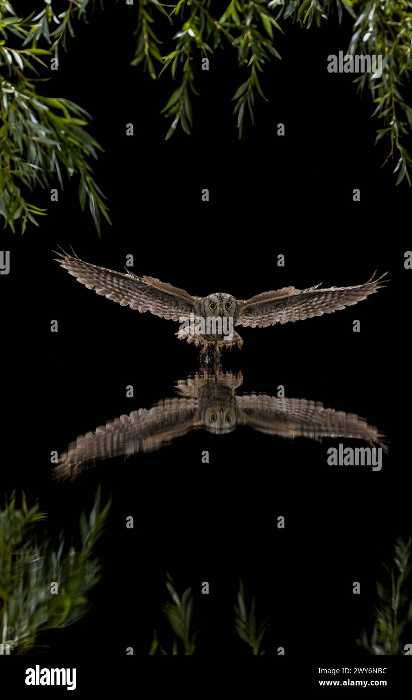 Scops eurasiatiche Owl (Otus scops) che volano di notte e si riflettono sull'acqua, Castilla y Leon, Spagna Foto Stock