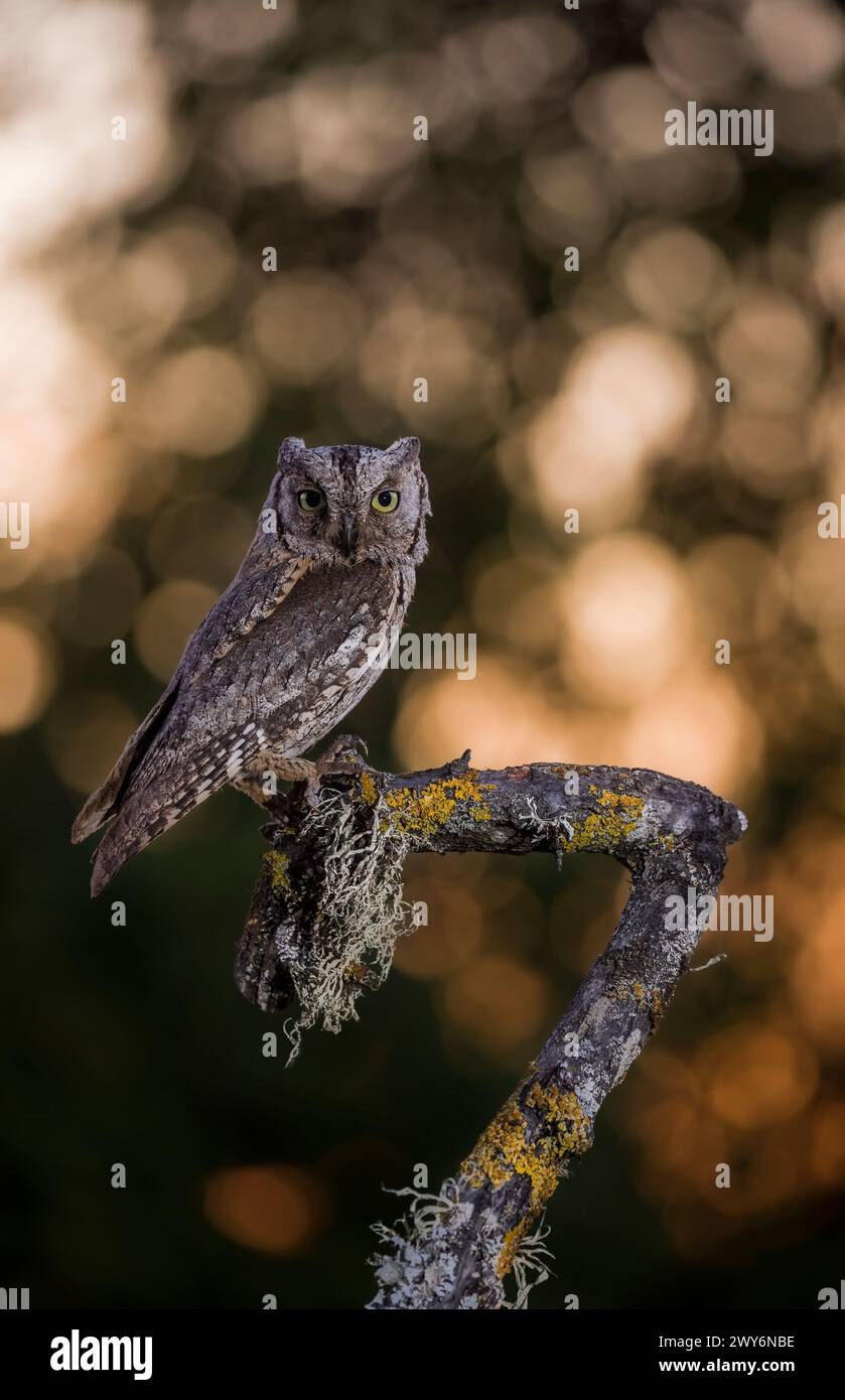 Eurasiatico Scops Owl (Otus scops) arroccato su un ramo di Salamanca, Castilla y Leon, Spagna Foto Stock
