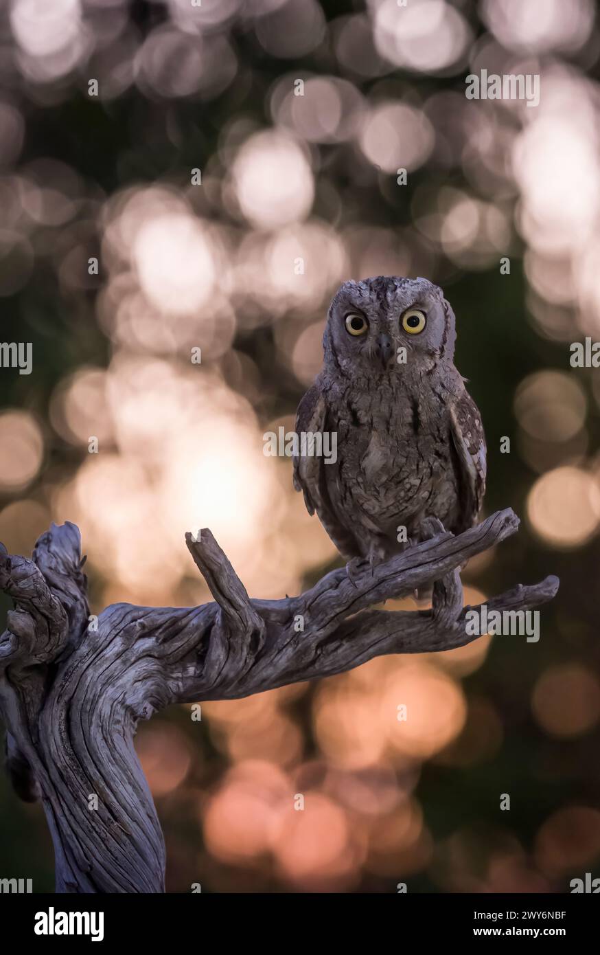 Eurasiatico Scops Owl (Otus scops) arroccato su un ramo di Salamanca, Castilla y Leon, Spagna Foto Stock