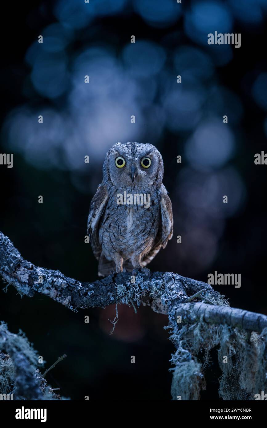 Eurasiatico Scops Owl (Otus scops) di notte, Salamanca, Castilla y Leon, Spagna Foto Stock