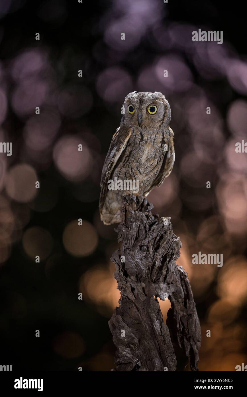 Eurasiatico Scops Owl (Otus scops) di notte, Salamanca, Castilla y Leon, Spagna Foto Stock