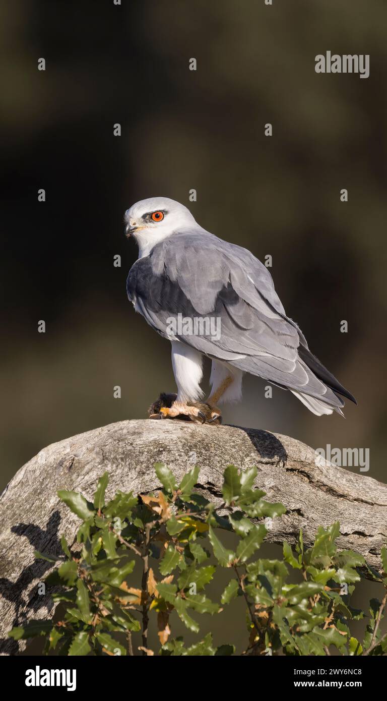 Aquilone alato nero (Elanus caeruleus), Salamanca, Castilla y León, Spagna Foto Stock