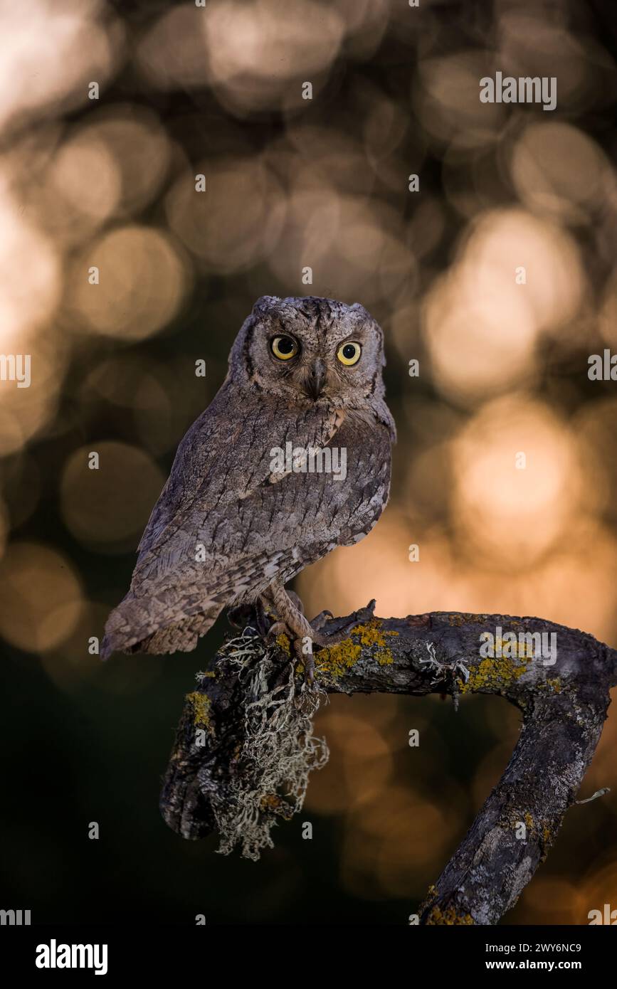 Eurasiatico Scops Owl (Otus scops) arroccato su un ramo di Salamanca, Castilla y Leon, Spagna Foto Stock