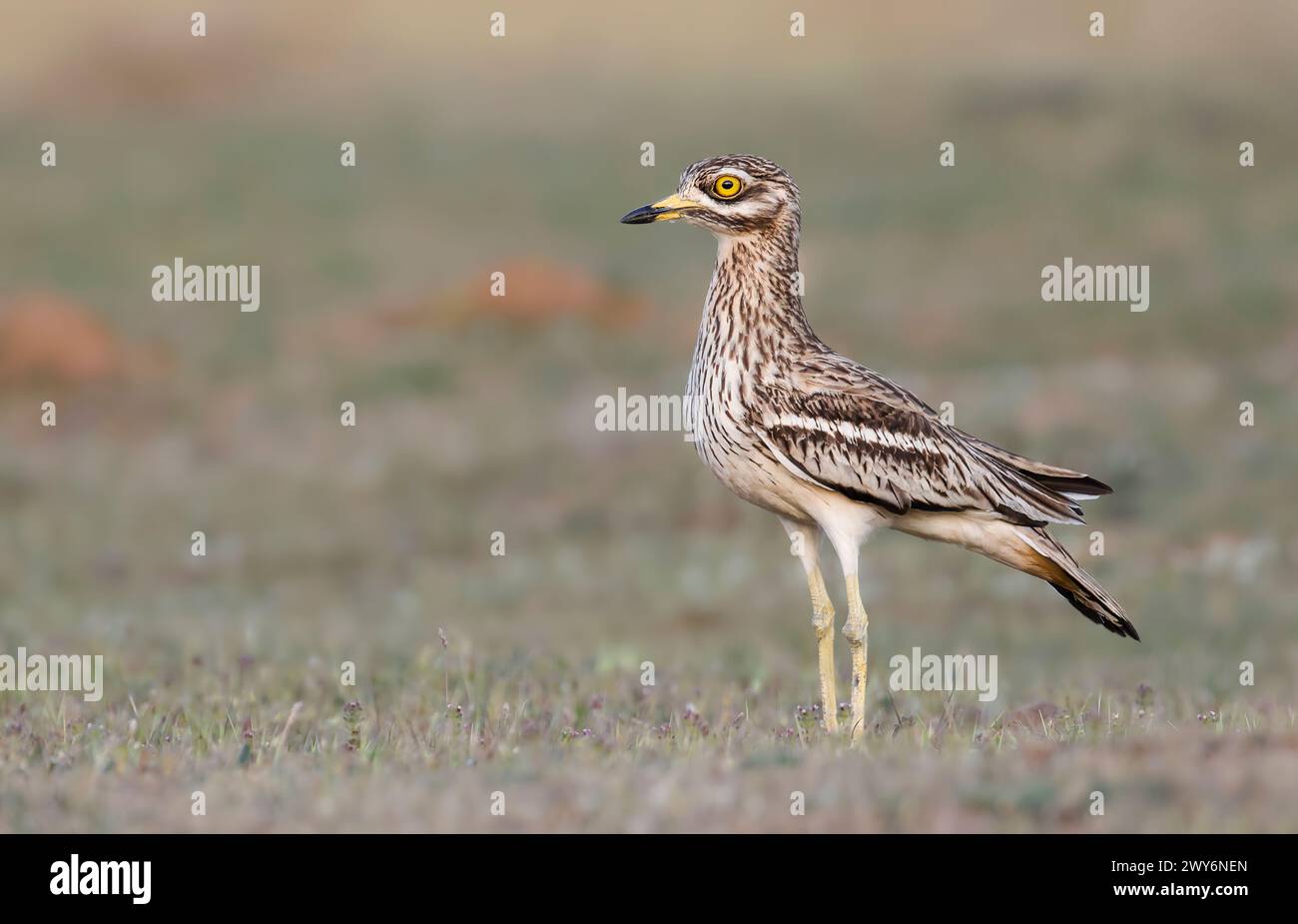 Curlew in pietra eurasiatica (Burhinus oedicnemus), Salamanca, Castilla y Leon, Spagna Foto Stock