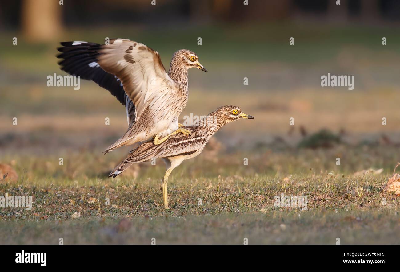 Due Curlew di pietra eurasiatica (Burhinus oedicnemus), Salamanca, Castilla y Leon, Spagna Foto Stock