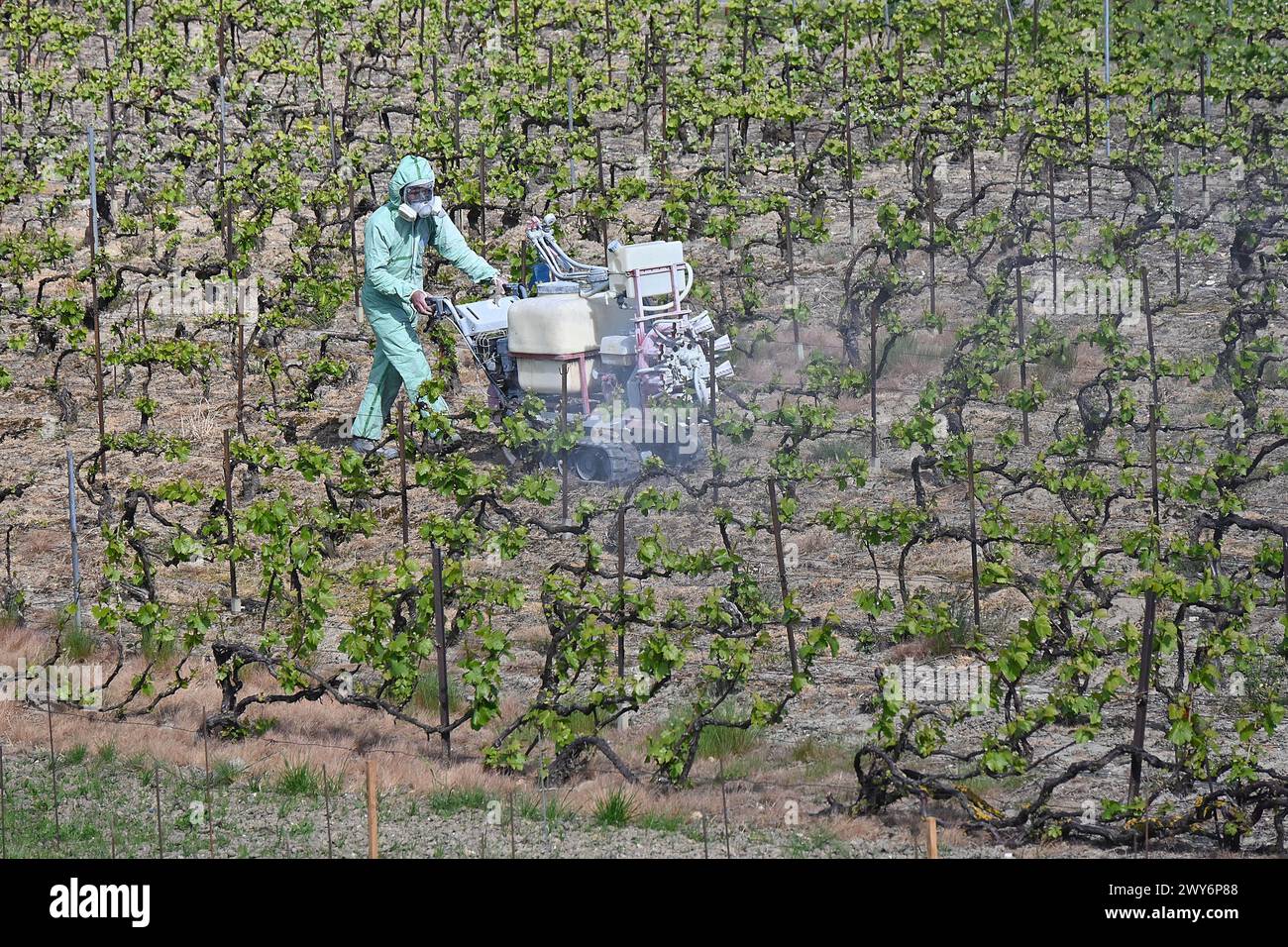 Dipartimento della Marna (Francia nord-orientale): Trattamento del rame sui vigneti di Champagne il solfato di rame viene utilizzato per disinfettare le viti e proteggerle da dis Foto Stock
