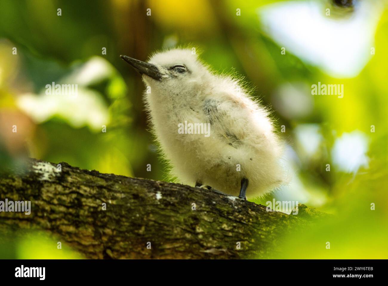 Fairy Tern, Aride Island, Seychelles Foto Stock