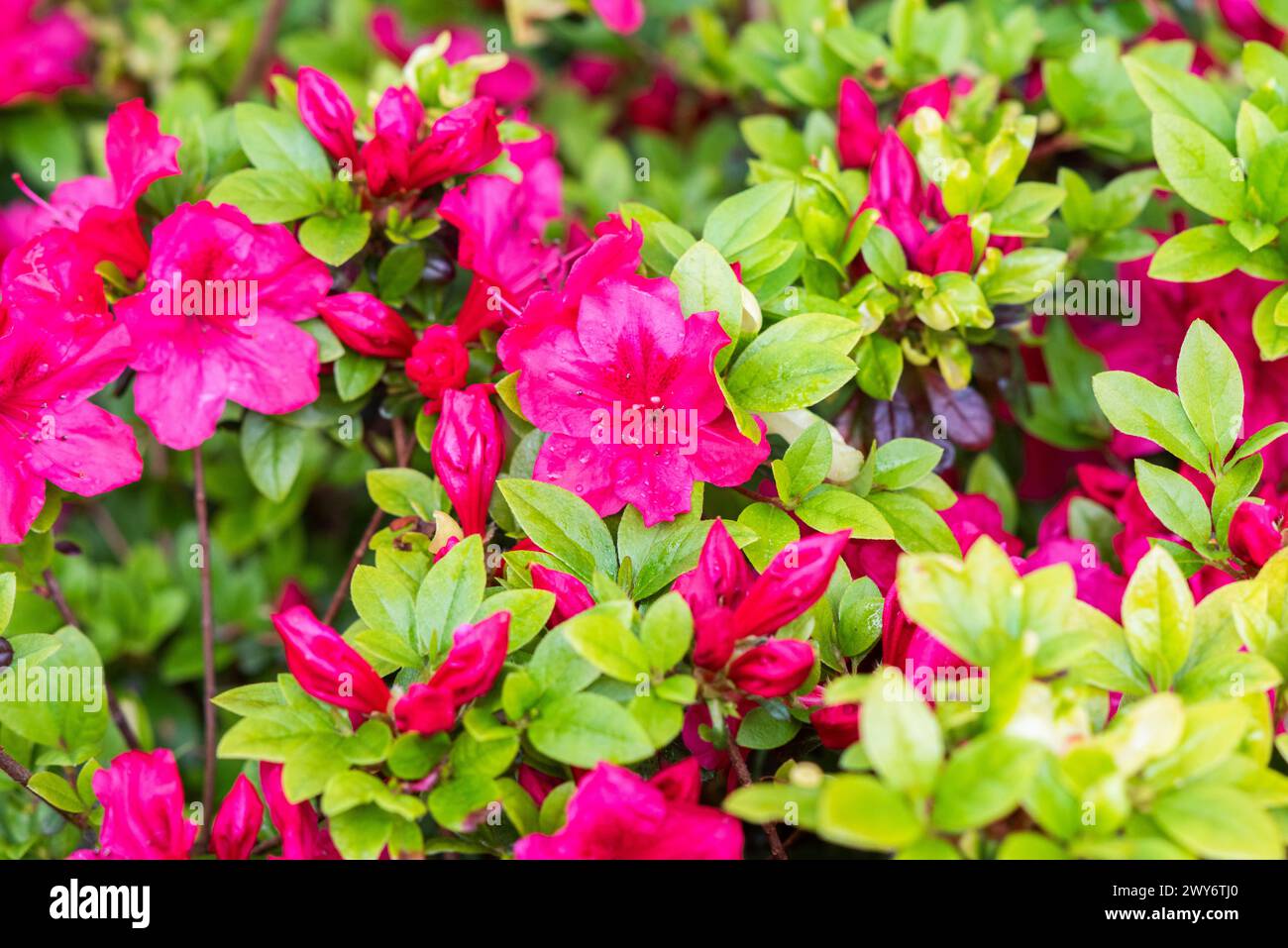 Rododendro rosa japonicum in fiore nel giardino. Foto Stock