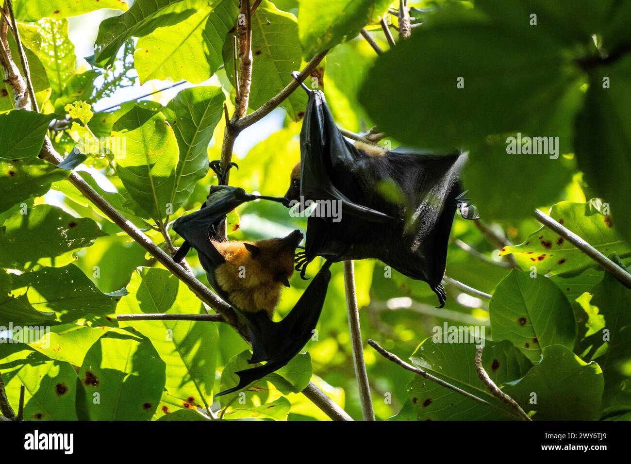 Fruit Bats / Flying Foxes in a Tree, Veuve Reserve, la Digue, Seychelles Foto Stock