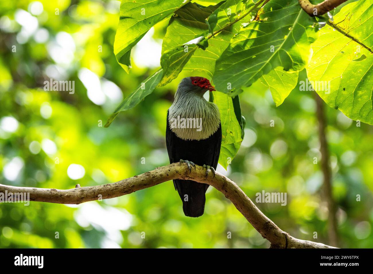 Piccione blu delle Seychelles, Aride, Seychelles Foto Stock