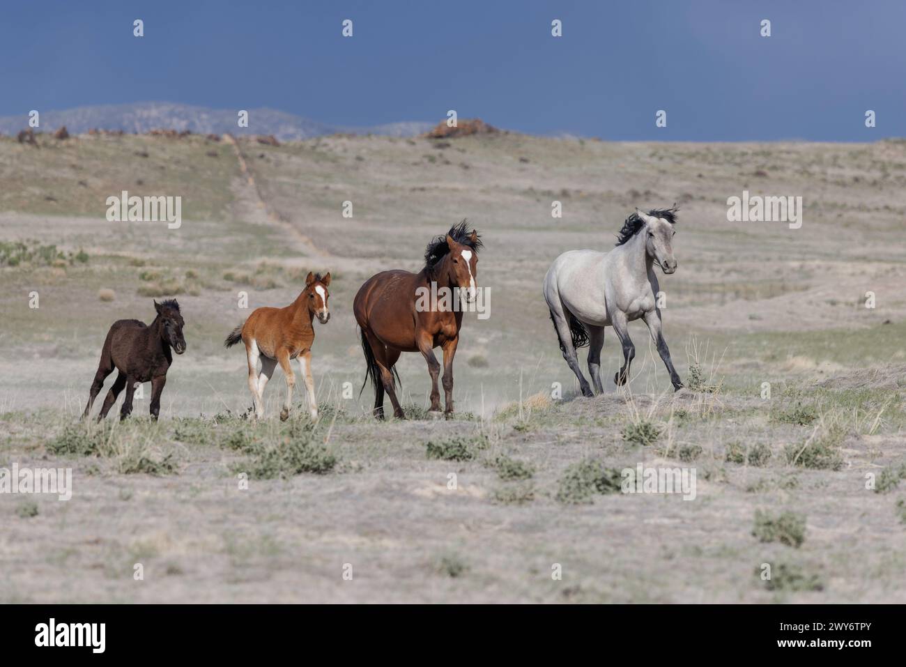 La mandria di cavalli selvaggi del monte Onaqui ha una struttura da lieve a moderata e varia nei colori da sorrel, roan, buckskin, nero, palomino, e grigia. Foto Stock