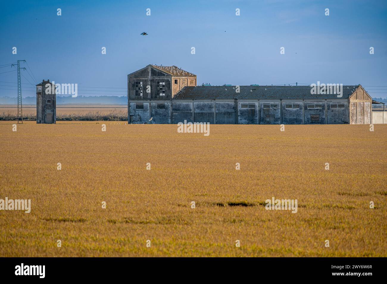 Un fienile desolato si trova nella distesa dorata di un campo di riso maturo sotto un cielo limpido. Foto Stock